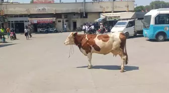 Kaçan İnek Salihli Otogarı'nda Kargaşaya Neden Oldu