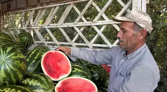 Suruç'ta Yerli Karpuzun İlk Hasadı Endişeleri Beraberinde Getirdi