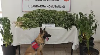 Yalova'da Yasa Dışı Kenevir Ekimi Yapan Şüpheli Tutuklandı