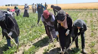 Adilcevaz'da Mevsimlik Tarım İşçileri Kavurucu Sıcakta Çalışmaya Devam Ediyor