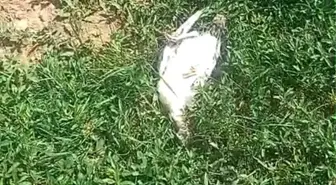 Ağrı'da başıboş köpekler dehşet saçtı: 25 hindi ve tavuk telef oldu