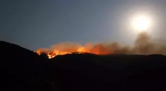 Çankırı'da Orman Yangını: 40 Hektar Alan Zarar Gördü