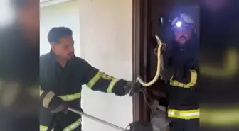 Yalova'da Yılan Evden Yakalandı