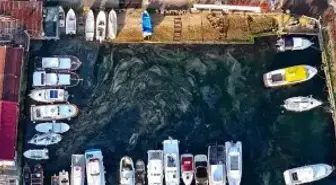 İstanbul'un müsilaj hikâyesi: 'Denizde olmak istiyorum ama deniz ölüyor'