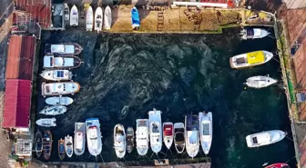 İstanbul'un müsilaj hikâyesi: 'Denizde olmak istiyorum ama deniz ölüyor'