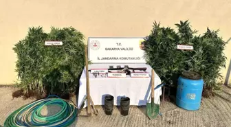 Sakarya'da Uyuşturucu Operasyonu: 147 Kök Kenevir Ele Geçirildi