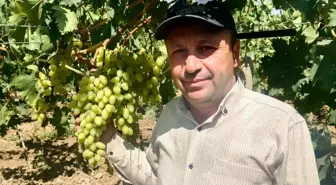 Manisa'da 2025 Erkenci Üzüm Alımları Başladı