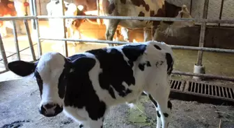 Tarım Bakan Yardımcısı Gümen'den Şap Hastalığı Açıklamaları