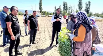 Afyonkarahisar'da Brokoli Yetiştiriciliği Projesi Başladı