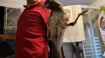 Kastamonu'da Havalandırma Boşluğuna Düşen Karga Kurtarıldı