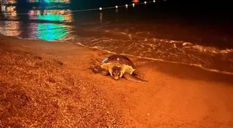 Antalya'da Caretta Caretta Yumurtlamak İçin Kıyıya Çıkamadı