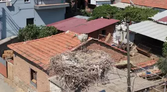 Çiğli'de Mahsur Kalan Yavru Leylek Kurtarıldı