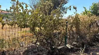 Yozgat'ta Elektrik Direğinden Kopan Kablo Tarım Arazisine Zarar Verdi