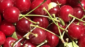 Afyonkarahisar'da Vişne Sezonu Başlamadan Bitti