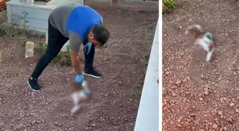 Mezarlığa gömülen köpek leşi ekipleri alarma geçirdi