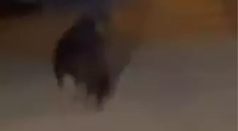 Sakarya'da Ayı Araç Sürücüsünü Peşinden Koştu
