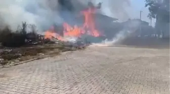 Çınarcık'ta Zeytinlikte Yangın Çıktı