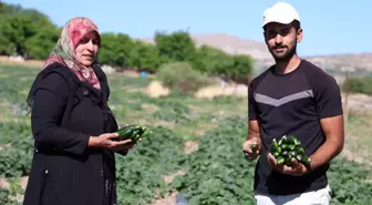Elazığ'da Cankara Ailesi, Organik Salatalıkları Tarladan Satıyor