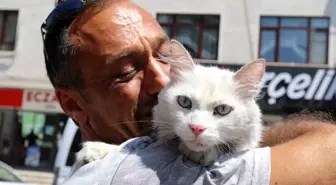 Gölcük'te Kayıp Kedi Sevgi ile Bulundu
