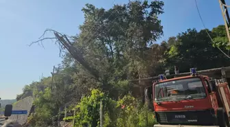 Kuru Ağaç Elektrik Tellerine Devrildi, Ormanda Yangın Çıktı