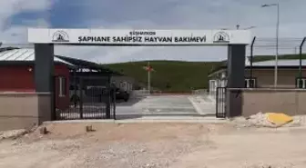 Kütahya'da Sahipsiz Sokak Hayvanları İçin Doğal Yaşam Alanları Açılıyor