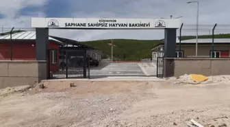 Kütahya'da Sahipsiz Sokak Hayvanları İçin Doğal Yaşam Alanları Açılıyor