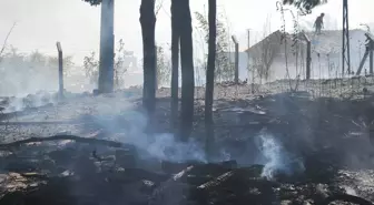 Çanakkale'de Tarım Arazisinde Yangın Kontrol Altına Alındı