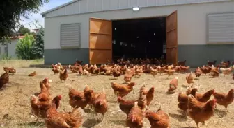 Mayıs Ayında Tavuk Eti ve Yumurtası Üretiminde Düşüş ve Artışlar