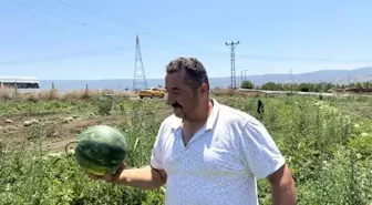 Tokat'ta Karpuz Hasadı Yüz Güldürdü, Fiyatlar Düşüşte