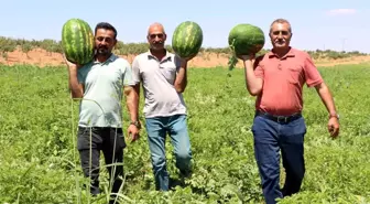 Yaylak Karpuzu: Şanlıurfa'nın Dondurma Tadında Lezzeti