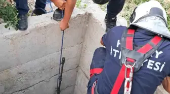 Hatay'da Kuyuya Düşen Köpek İtfaiye Ekipleri Tarafından Kurtarıldı