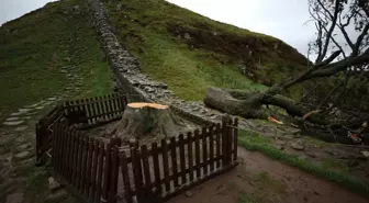 İngiltere'de İkonik Sycamore Gap Ağacını Kesen İki Kişiye Hapis Cezası