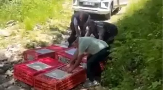 Bursa'da Kırım Kongo Kanamalı Ateşi ile Mücadelede 1400 Keklik Doğaya Salındı