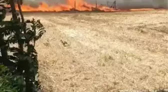 Silivri'de Buğday Tarlasında Yangın: 30 Dönüm Arazi Zarar Gördü