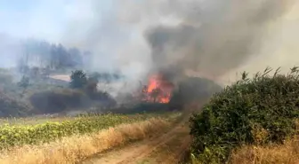 Tekirdağ'da Orman Yangını Tarım Arazilerine Sıçradı