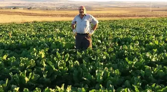 Yozgat'ta Saman Dökme Tartışması Kanlı Bitti: 2 Ölü, 1 Yaralı