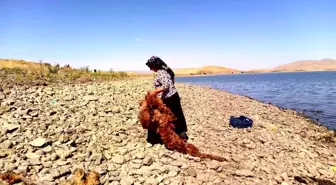 Patnos'ta Geleneğe Bağlılık: Yünler Barajda Yıkanıyor