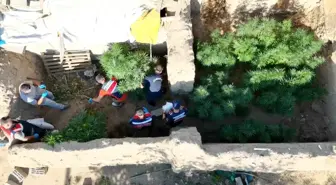 Aksaray'da Yasa Dışı Kenevir Yetiştiren Şahıs Yakalandı