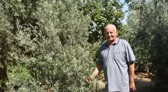 Emekli Öğretmenden Sulama Suyunu Kesilen Ağaçlar İçin Yardım Talebi