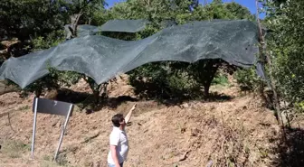 Ege'de Meyve Verimi Kıt, Çiftçiler Ağaçlarını Koruma Altına Alıyor