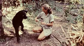 Jane Goodall: Şempanzelere bakışımızı değiştiren kadın