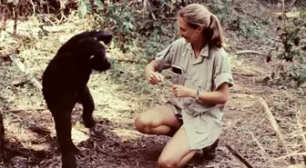 Jane Goodall: Şempanzelere bakışımızı değiştiren kadın