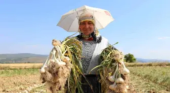 Taşköprü Sarımsağı Hasadında Kadın İşçiler Sıcak Hava Koşullarına Rağmen Çalışıyor