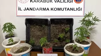 Karabük'te Kenevir Operasyonu: 14 Kök Ele Geçirildi