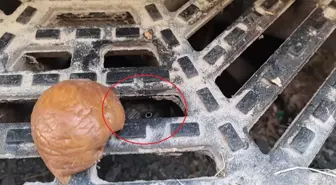 İnegöl'de Rögar Kapağına Düşen Karga Kurtarıldı