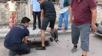 İnegöl'de Rögar Kapağında Mahsur Kalan Karga Kurtarıldı