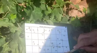 Manisa'da Bağ Üreticilerine Kritik İlaçlama Uyarısı