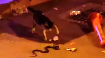 Bursa'da Yılan ve Kedi Arasındaki Kavga Cep Telefonuna Yansıdı