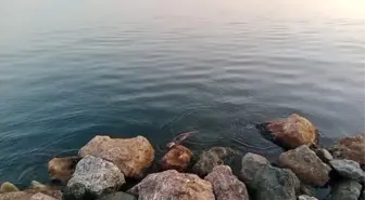 Ereğli'de Su Samuru Denizde Görüntülendi