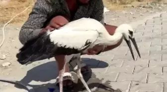 Adıyaman'da Sıcak Havadan Etkilenen Leylek Kurtarıldı